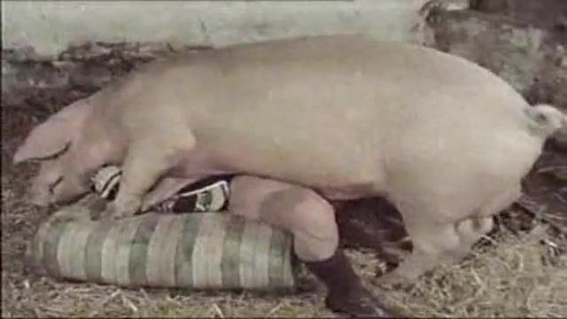 Girls having sex with pigs . 