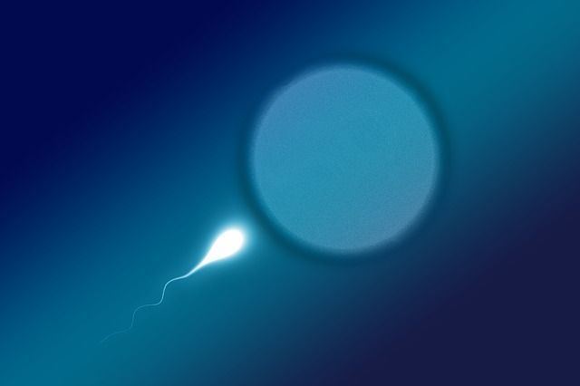 Tex-Mex reccomend How long do sperm cells live