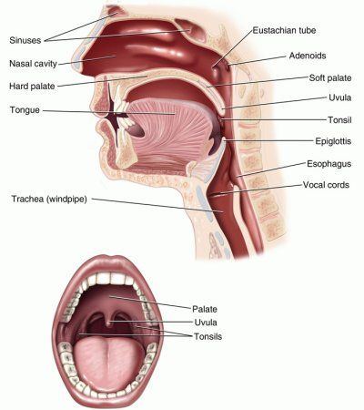 Instructions for deep throat