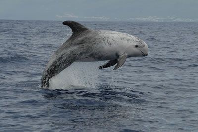 best of Fun Risso facts dolphin