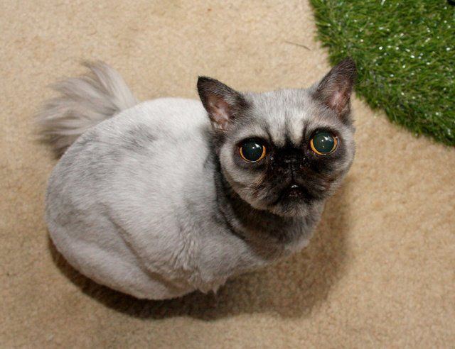 Updog reccomend Shaved balinese cat