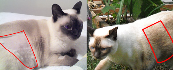 Shaved balinese cat