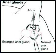 Toy poodle anal glands