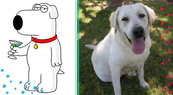 What kind of dog is brian griffin