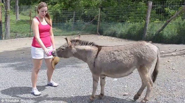 Champagne reccomend Www female donkey to male video sex com